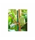 Tutor Bambu 60mm x 1.80mt - 140809 Intermas - JAR1249