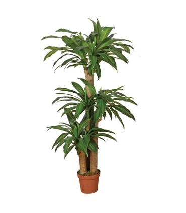 Planta Artificial Dracena 145cm - JAR2728